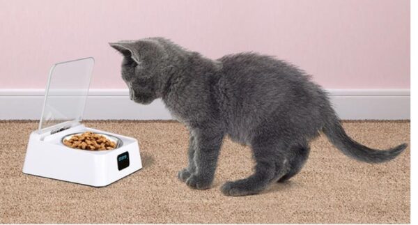 Pet 5G Bowl Automatic Pet Feeder - Image 4